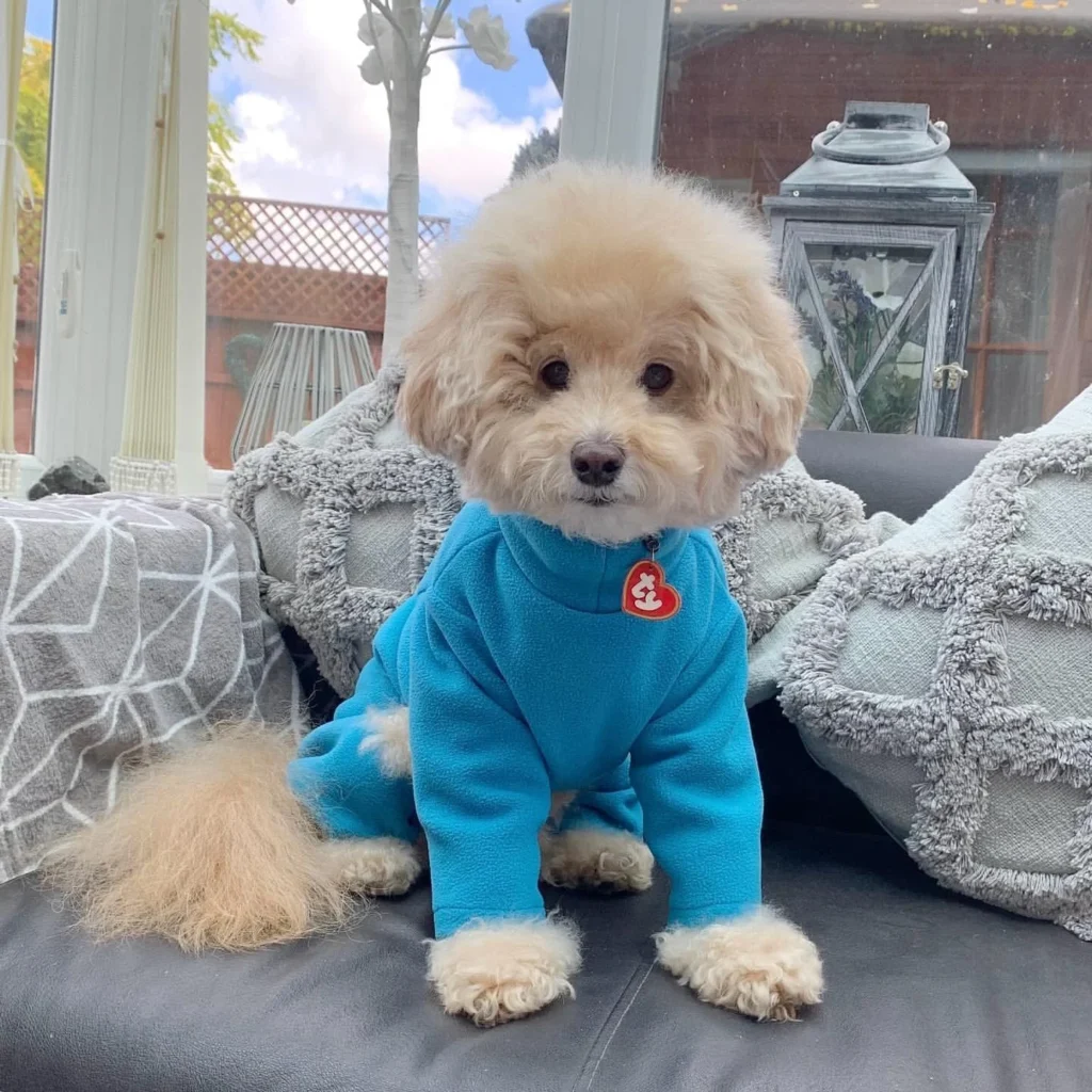 Warm Four-Legged Dog Fleece – Super Soft, Weather-Resistant (Teal, Medium)