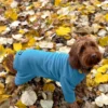 Warm Four-Legged Dog Fleece – Super Soft, Weather-Resistant (Teal, Medium)